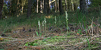 Goodyera repens